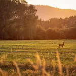 Panorama Del Tartufo By Interhome * Мотовун
